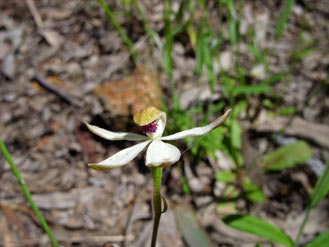 APII jpeg image of Caladenia cucullata  © contact APII