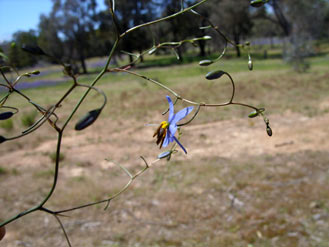 APII jpeg image of Dianella  © contact APII