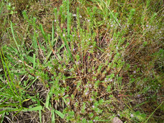 APII jpeg image of Lythrum hyssopifolia  © contact APII