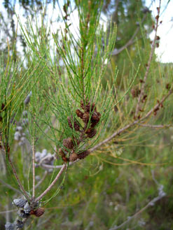 APII jpeg image of Allocasuarina diminuta  © contact APII