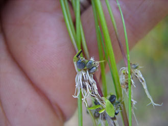 APII jpeg image of Utricularia dichotoma  © contact APII