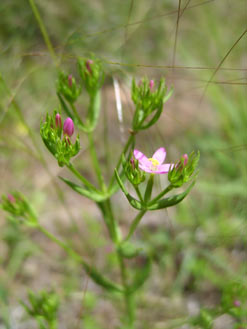 APII jpeg image of Centaurium tenuiflorum  © contact APII