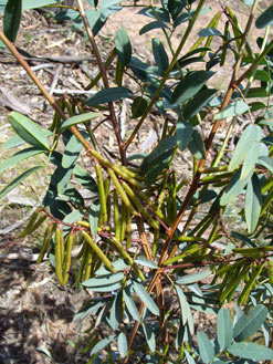 APII jpeg image of Indigofera australis subsp. australis  © contact APII