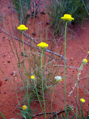 APII jpeg image of Leucochrysum stipitatum  © contact APII