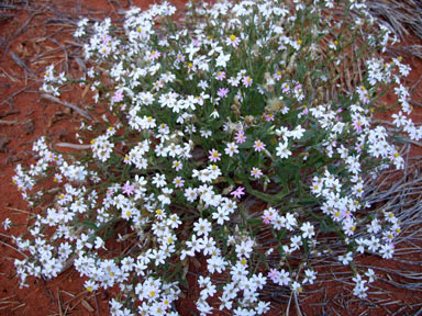 APII jpeg image of Schoenia cassiniana  © contact APII