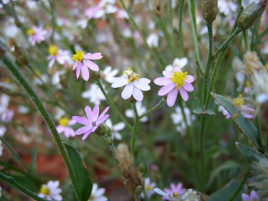 APII jpeg image of Schoenia cassiniana  © contact APII