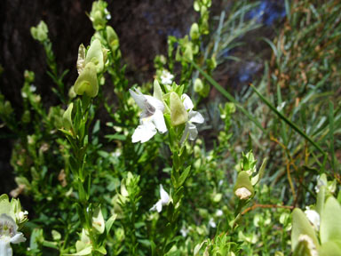 APII jpeg image of Prostanthera striatiflora  © contact APII