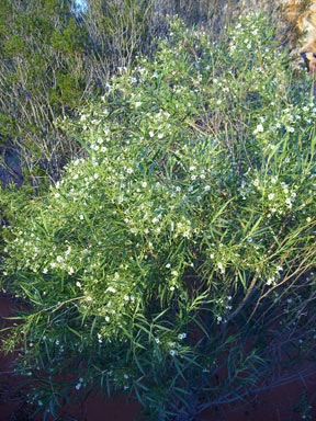 APII jpeg image of Duboisia hopwoodii  © contact APII