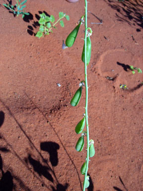 APII jpeg image of Crotalaria eremaea  © contact APII