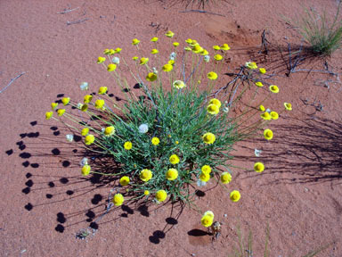 APII jpeg image of Leucochrysum stipitatum  © contact APII