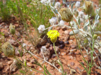 APII jpeg image of Schoenia ayersii  © contact APII