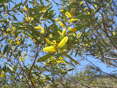 APII jpeg image of Acacia kempeana  © contact APII