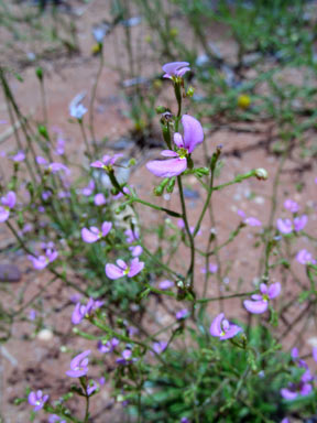 APII jpeg image of Stylidium inaequipetalum  © contact APII