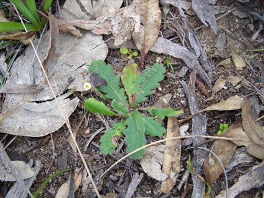 APII jpeg image of Lagenophora huegelii  © contact APII