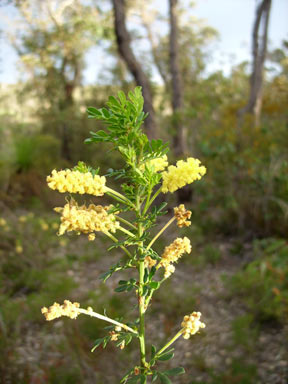 APII jpeg image of Acacia drummondii subsp. elegans  © contact APII