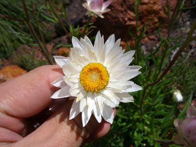 APII jpeg image of Helichrysum macranthum  © contact APII