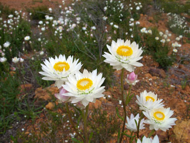 APII jpeg image of Helichrysum macranthum  © contact APII