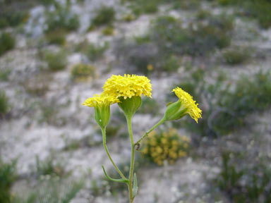 APII jpeg image of Podotheca chrysantha  © contact APII