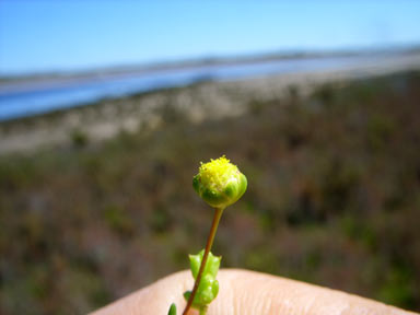 APII jpeg image of Cotula cotuloides  © contact APII