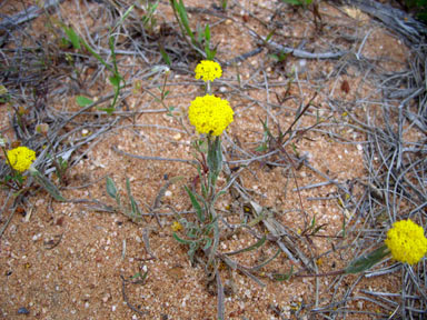 APII jpeg image of Podotheca gnaphalioides  © contact APII