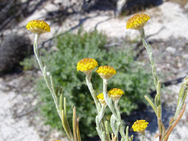 APII jpeg image of Trichanthodium scarlettianum  © contact APII