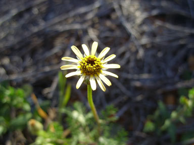 APII jpeg image of Ursinia anthemoides  © contact APII