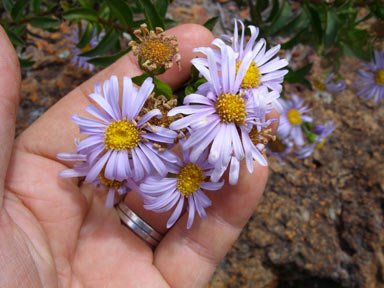 APII jpeg image of Olearia rudis  © contact APII