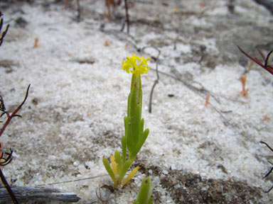 APII jpeg image of Podotheca pritzelii  © contact APII