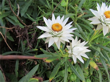 APII jpeg image of Xerochrysum papillosum  © contact APII