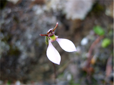 APII jpeg image of Eriochilus cucullatus  © contact APII