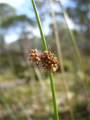 APII jpeg image of Juncus  © contact APII