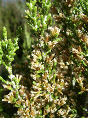 APII jpeg image of Ozothamnus hookeri  © contact APII