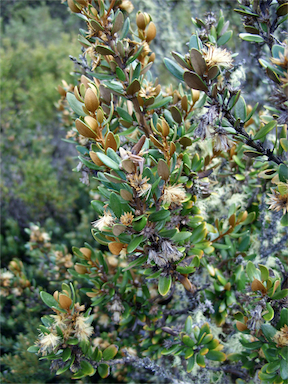 APII jpeg image of Olearia tasmanica  © contact APII