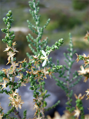 APII jpeg image of Olearia algida  © contact APII