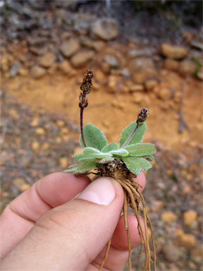 APII jpeg image of Plantago tasmanica var. archeri  © contact APII