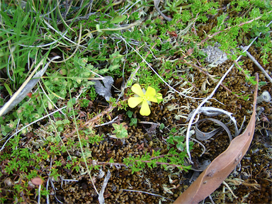 APII jpeg image of Hibbertia fasciculata  © contact APII