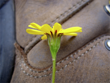 APII jpeg image of Senecio pectinatus var. pectinatus  © contact APII