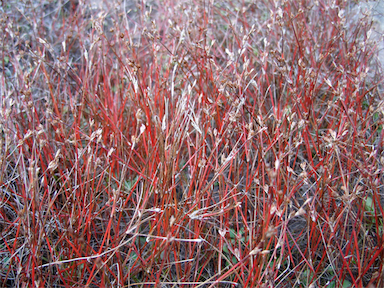 APII jpeg image of Juncus bulbosus  © contact APII