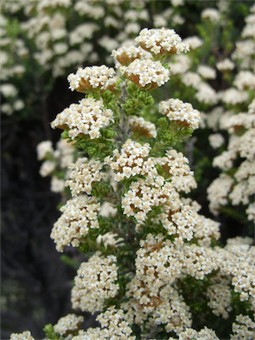 APII jpeg image of Ozothamnus ledifolius  © contact APII