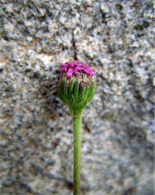 APII jpeg image of Lagenifera stipitata  © contact APII