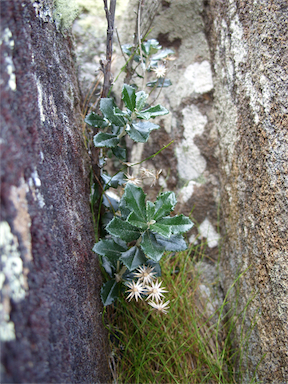APII jpeg image of Olearia erubescens  © contact APII