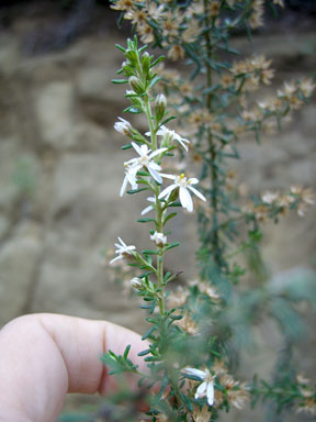 APII jpeg image of Olearia ericoides  © contact APII