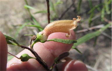 APII jpeg image of Eremophila longifolia  © contact APII