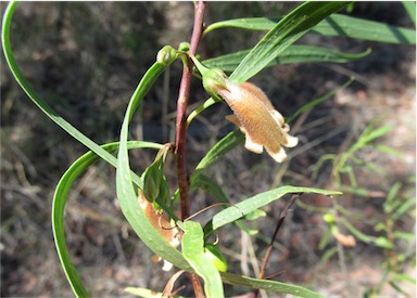 APII jpeg image of Eremophila longifolia  © contact APII