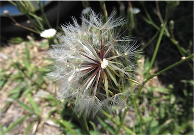 APII jpeg image of Hypochaeris albiflora  © contact APII