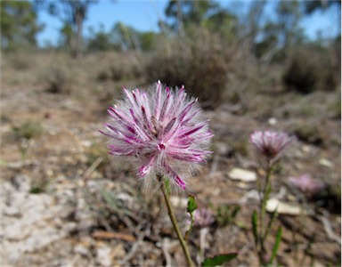 APII jpeg image of Ptilotus nobilis subsp. semilanatus  © contact APII