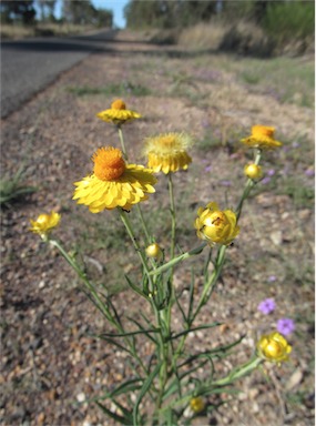 APII jpeg image of Xerochrysum bracteatum  © contact APII