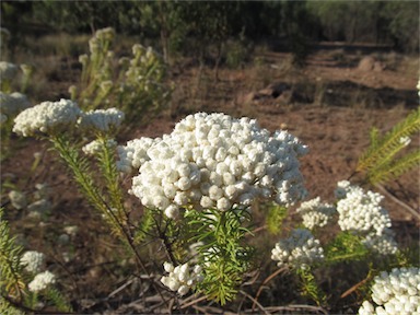 APII jpeg image of Ozothamnus diosmifolius  © contact APII