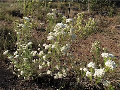 APII jpeg image of Ozothamnus diosmifolius  © contact APII