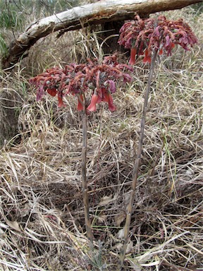 APII jpeg image of Bryophyllum delagoense  © contact APII